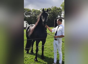 Friesian horses, Mare, 8 years, 16 hh, Black