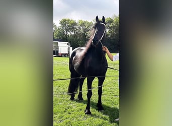 Friesian horses, Mare, 8 years, 16 hh, Black