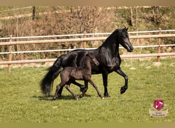 Friesian horses, Mare, 8 years, 16 hh, Black