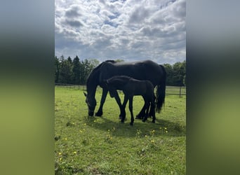 Friesian horses, Mare, 8 years, 16 hh, Black