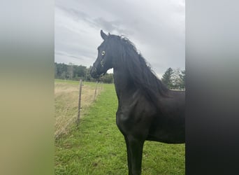 Friesian horses, Mare, 8 years, 16 hh, Black