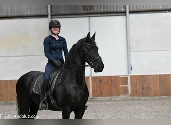 Friesian horses, Mare, 8 years, 16 hh, Black