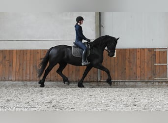Friesian horses, Mare, 8 years, 16 hh, Black