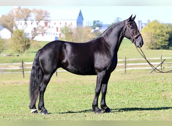 Friesian horses Mix, Mare, 8 years, 16,1 hh, Black