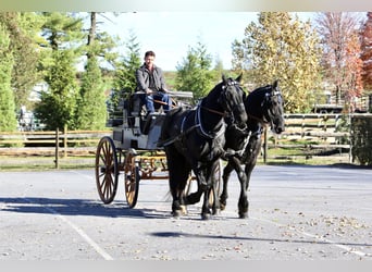 Friesian horses Mix, Mare, 8 years, 16,1 hh, Black