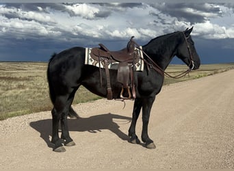 Friesian horses, Mare, 8 years, Black