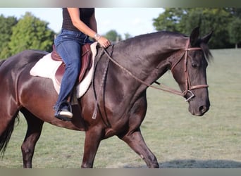 Friesian horses, Mare, 9 years, 15,2 hh, Black