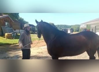 Friesian horses, Mare, 9 years, 15,2 hh, Brown