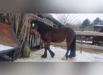 Friesian horses Mix, Mare, 9 years, 15.2 hh, Brown