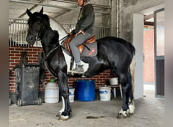 Friesen Mix, Stute, 9 Jahre, 15,2 hh, Schecke