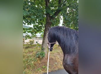 Friesian horses, Mare, 9 years, 15.3 hh