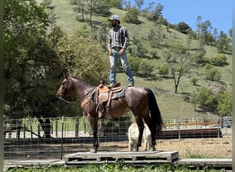Friesian horses, Mare, 9 years, 15 hh, Roan-Bay