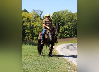 Friesian horses, Mare, 9 years, 15,1 hh, Black