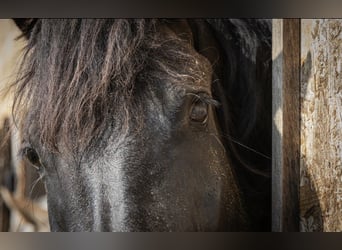 Friesian horses, Mare, 9 years, 15,2 hh, Black