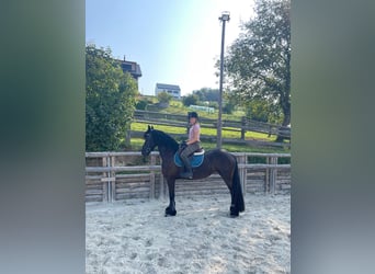 Friesian horses, Mare, 9 years, 15,2 hh, Black