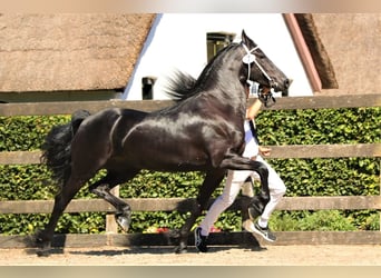 Friesian horses, Mare, 9 years, 16.1 hh, Black