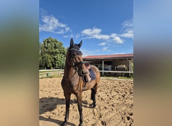 Friesian horses Mix, Mare, 9 years, 16.2 hh, Brown