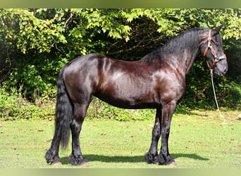 Friesian horses, Mare, 9 years, 16 hh, Black
