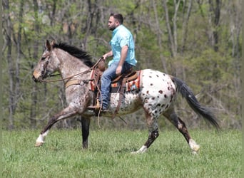 Friesian horses, Mare, 9 years, Sorrel