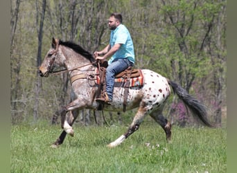 Friesian horses, Mare, 9 years, Sorrel