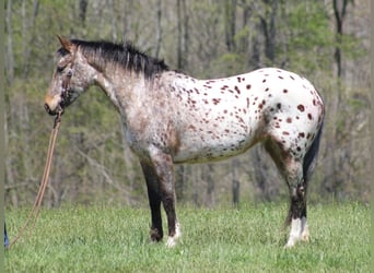 Friesian horses, Mare, 9 years, Sorrel