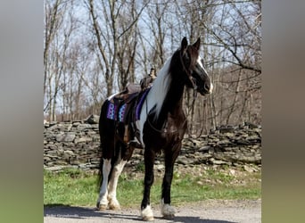 Friesian horses, Mare, 9 years, Tobiano-all-colors