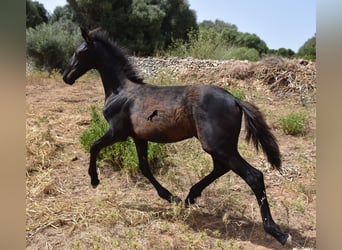 Friesian horses Mix, Mare, Foal (02/2023), 15.2 hh, Black