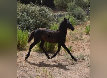 Friesian horses Mix, Mare, Foal (02/2023), 15.2 hh, Black