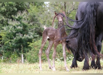 Friesen, Stute, Fohlen (01/2024), 15,2 hh, Rappe