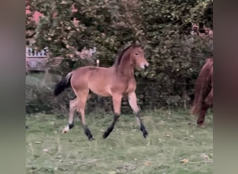 Friesian horses, Mare, Foal (05/2023), 15.3 hh, Brown