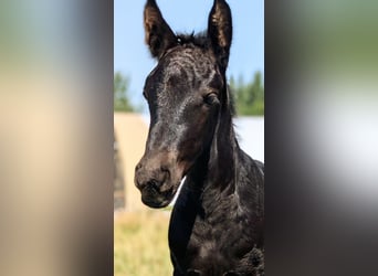 Friesian horses Mix, Mare, Foal (08/2025), 15,1 hh, Black