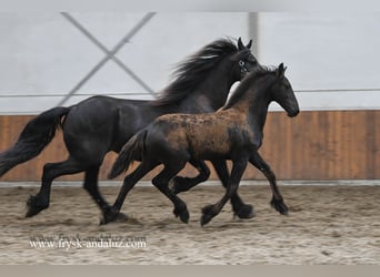 Friesian horses, Mare, Foal (03/2025), 16.1 hh, Black Friesian horses, Mare, Foal (03/2025), 16.1 hh, Black