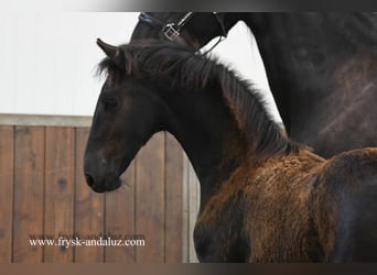 Friesian horses, Mare, Foal (03/2025), 16.1 hh, Black Friesian horses, Mare, Foal (03/2025), 16.1 hh, Black