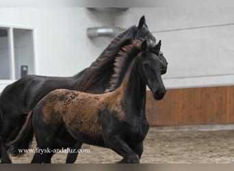 Friesian horses, Mare, Foal (03/2025), 16.1 hh, Black Friesian horses, Mare, Foal (03/2025), 16.1 hh, Black