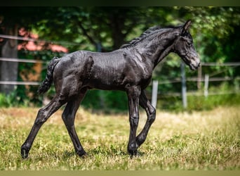 Friesian horses, Mare, Foal (05/2025), 16 hh, Black