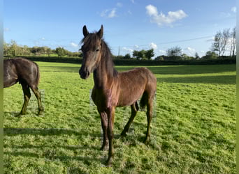 Friesian horses, Mare, Foal (02/2023), 16 hh, Black