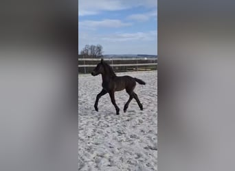 Friesian horses Mix, Mare, Foal (03/2025), 16 hh, Black