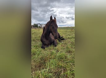 Friesian horses Mix, Mare, Foal (03/2025), 16 hh, Black
