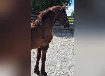 Friesian horses Mix, Mare, Foal (03/2025), 16 hh, Black