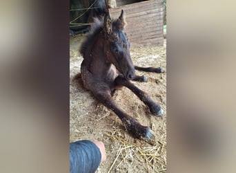 Friesian horses Mix, Mare, Foal (03/2025), 16 hh, Black
