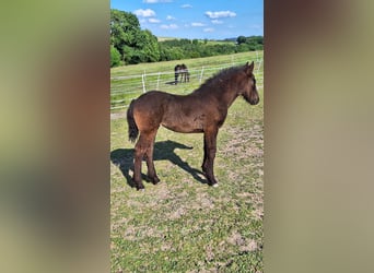 Friesian horses Mix, Mare, Foal (03/2025), 16 hh, Black