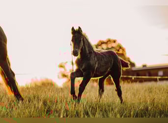 Friesian horses Mix, Mare, Foal (03/2025), 16 hh, Black