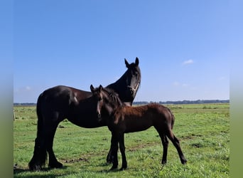 Friesian horses, Mare, Foal (05/2025), 16 hh, Black