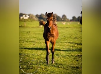 Friesian horses Mix, Mare, Foal (04/2023), 16 hh, Brown