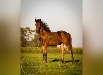 Friesian horses Mix, Mare, Foal (04/2023), 16 hh, Brown