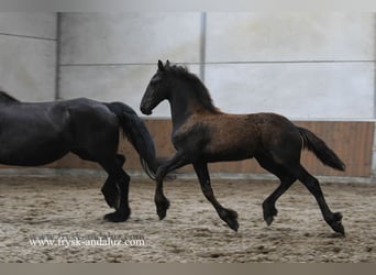 Friesian horses, Mare, Foal (03/2025), 16,1 hh, Black