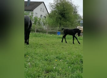 Friesian horses, Mare, Foal (04/2024), Black