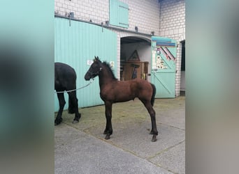 Friesian horses, Mare, Foal (04/2024), Black