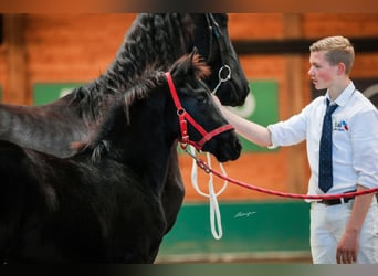Friesian horses, Mare, Foal (06/2025), Black