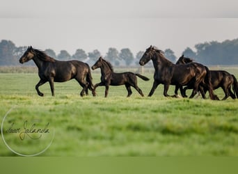 Friesian horses, Mare, Foal (04/2023), Black